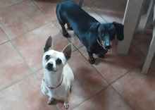 MAXIMILIAN, Hund, Chihuahua in Ungarn - Bild 8