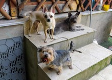 MAXIMILIAN, Hund, Chihuahua in Ungarn - Bild 9
