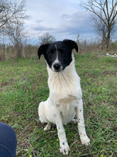 AMY, Hund, Mischlingshund in Rumänien - Bild 1