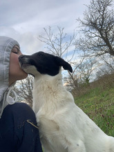AMY, Hund, Mischlingshund in Rumänien - Bild 2