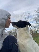 AMY, Hund, Mischlingshund in Rumänien - Bild 3