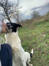 AMY, Hund, Mischlingshund in Rumänien - Bild 4