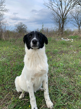AMY, Hund, Mischlingshund in Rumänien - Bild 5