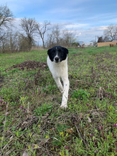 AMY, Hund, Mischlingshund in Rumänien - Bild 6