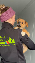 BAILEY, Hund, Mischlingshund in Rumänien - Bild 1