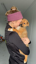 BAILEY, Hund, Mischlingshund in Rumänien - Bild 2