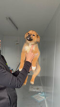 BAILEY, Hund, Mischlingshund in Rumänien - Bild 3