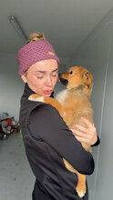 BAILEY, Hund, Mischlingshund in Rumänien - Bild 4