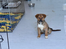 BAILEY, Hund, Mischlingshund in Rumänien - Bild 5