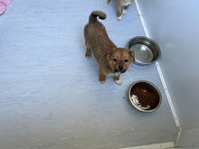 BAILEY, Hund, Mischlingshund in Rumänien - Bild 6