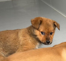 BAILEY, Hund, Mischlingshund in Rumänien - Bild 7