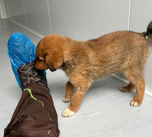 BAILEY, Hund, Mischlingshund in Rumänien - Bild 8