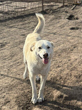 HENRY, Hund, Mischlingshund in Rumänien - Bild 1