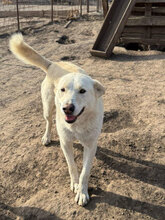 HENRY, Hund, Mischlingshund in Rumänien - Bild 2