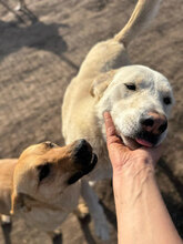 HENRY, Hund, Mischlingshund in Rumänien - Bild 3