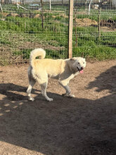 HENRY, Hund, Mischlingshund in Rumänien - Bild 5