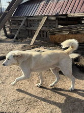 HENRY, Hund, Mischlingshund in Rumänien - Bild 6