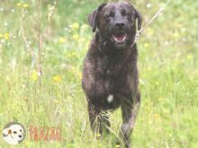 FRAZAO, Hund, Bardino-Mix in Portugal - Bild 2