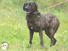 FRAZAO, Hund, Bardino-Mix in Portugal - Bild 3