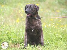 FRAZAO, Hund, Bardino-Mix in Portugal - Bild 4