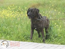 FRAZAO, Hund, Bardino-Mix in Portugal - Bild 5