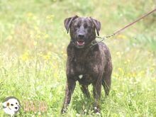 FRAZAO, Hund, Bardino-Mix in Portugal - Bild 6