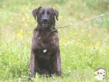 FRAZAO, Hund, Bardino-Mix in Portugal - Bild 7