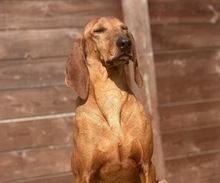 RUDOLF, Hund, Jagdhund-Mix in Aerzen - Bild 1