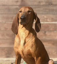 RUDOLF, Hund, Jagdhund-Mix in Aerzen - Bild 2