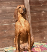 RUDOLF, Hund, Jagdhund-Mix in Aerzen - Bild 3