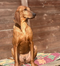 RUDOLF, Hund, Jagdhund-Mix in Aerzen - Bild 4