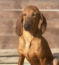 RUDOLF, Hund, Jagdhund-Mix in Aerzen - Bild 5
