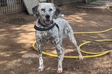 BETTY, Hund, Setter-Segugio Italiano-Mix in Italien - Bild 1