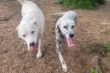 BETTY, Hund, Setter-Segugio Italiano-Mix in Italien - Bild 10