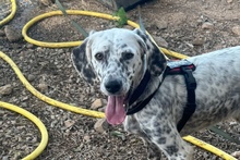 BETTY, Hund, Setter-Segugio Italiano-Mix in Italien - Bild 2