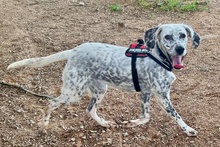 BETTY, Hund, Setter-Segugio Italiano-Mix in Italien - Bild 3