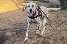 BETTY, Hund, Setter-Segugio Italiano-Mix in Italien - Bild 4