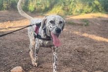 BETTY, Hund, Setter-Segugio Italiano-Mix in Italien - Bild 5