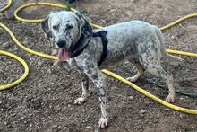 BETTY, Hund, Setter-Segugio Italiano-Mix in Italien - Bild 6