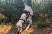 BETTY, Hund, Setter-Segugio Italiano-Mix in Italien - Bild 7