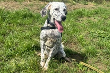 BETTY, Hund, Setter-Segugio Italiano-Mix in Italien - Bild 8