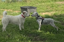 BETTY, Hund, Setter-Segugio Italiano-Mix in Italien - Bild 9