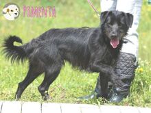PIMENTA, Hund, Terrier-Mix in Portugal - Bild 1