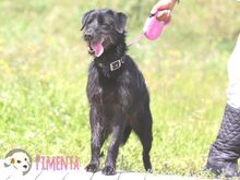 PIMENTA, Hund, Terrier-Mix in Portugal - Bild 2