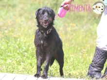 PIMENTA, Hund, Terrier-Mix in Portugal - Bild 3