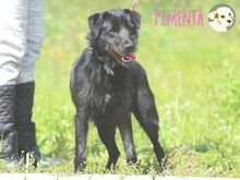 PIMENTA, Hund, Terrier-Mix in Portugal - Bild 4