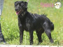 PIMENTA, Hund, Terrier-Mix in Portugal - Bild 6