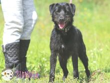 PIMENTA, Hund, Terrier-Mix in Portugal - Bild 7