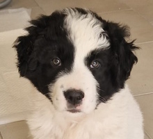 LELLA, Hund, Herdenschutzhund-Mix in Italien