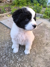 LELLA, Hund, Herdenschutzhund-Mix in Italien - Bild 10